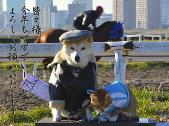 mon-petit-pony:  hay45h1:  (via This Shiba Inu and his kitty best friend are too