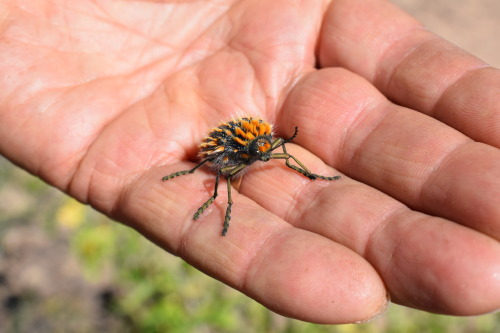 onenicebugperday: Brush jewel beetle, Julodis viridipes, BuprestidaeFound in South AfricaPhoto