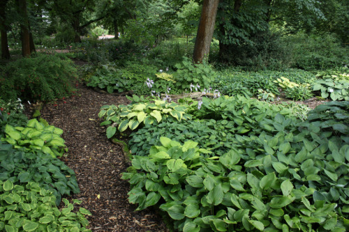 pxllypx:  passion4plants:  hosta’s  looking for similar 