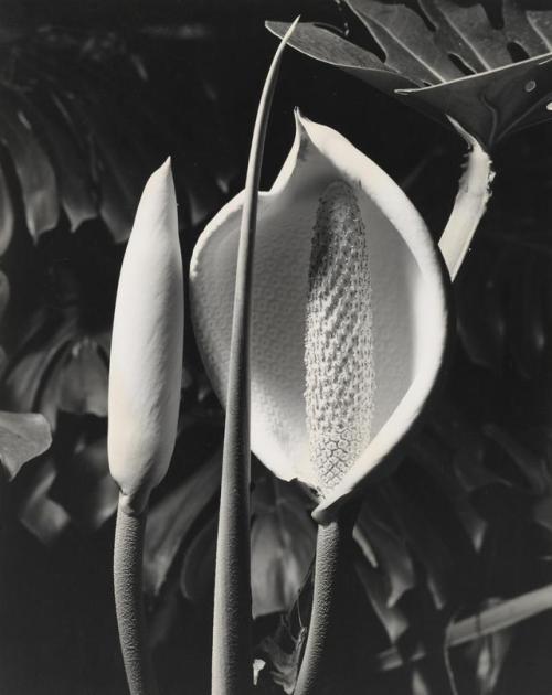 poetryconcrete: Flowering Monstera, photography porn pictures