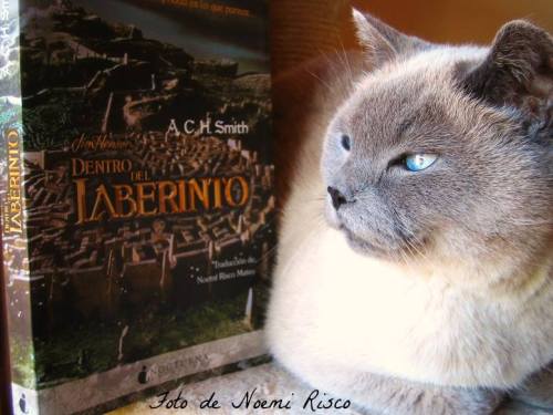 My cat recommends the Spanish translation of Labyrinth, Dentro del Laberinto, published by Nocturna 
