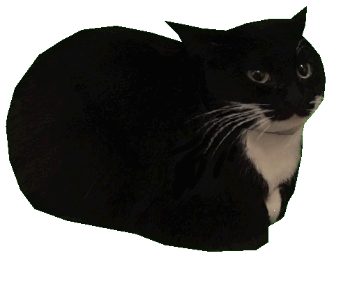 the-real-d-sandman:  rawrcharlierawr:  @karpetshark how does one draw a ferret anyway  draw a cat, but very long   is this a ferret