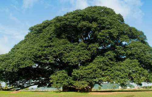 sixpenceee:  A banyan tree, native to India and part of the mulberry family, is an enormous tree wit