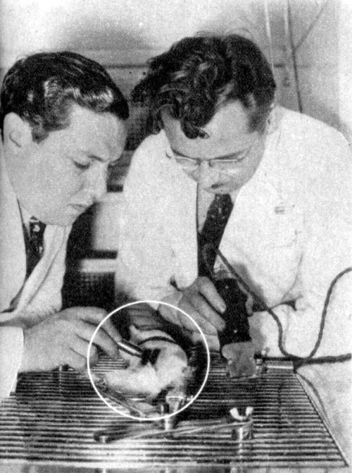 In the photo above, Max Factor, Hollywood make-up specialist (left) and Dr. J. R. Pratt, chemist, we