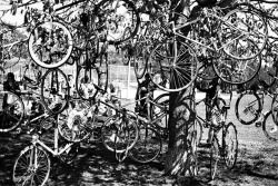 The bike tree.