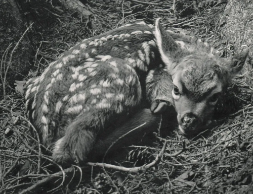 dame-de-pique:Cedric Wright - Newborn Fawn,