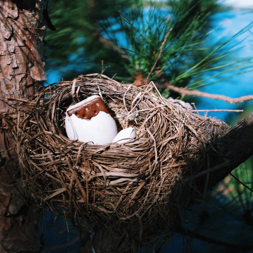 I discovered a bird’s nest outside the little cottage and got to witness the hatching of a bab