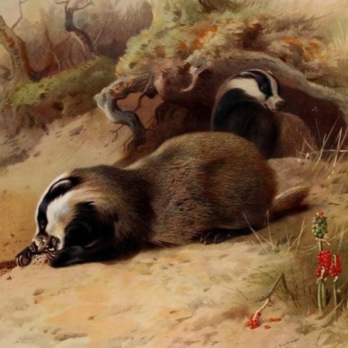 It&rsquo;s #NationalBadgerDay in the U.K.! Eurasian #badgers (Meles meles) are mostly nocturnal, spe