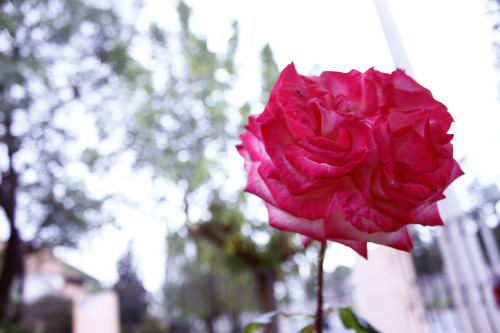 gustavoburela:  Titulo: Flores I 