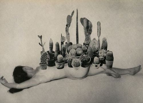 madivinecomedie: ®Angelica Paez. Prickly 2014