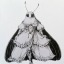 jupitermoth