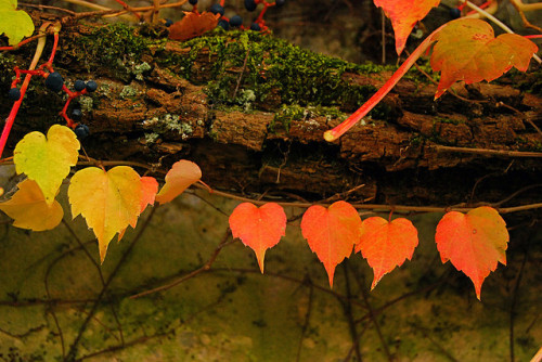 Hanging hearts? by Vainsang on Flickr.