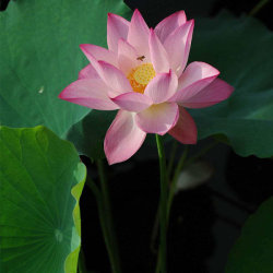 pinkune: 10Pcs Gardening Lotus Seeds 