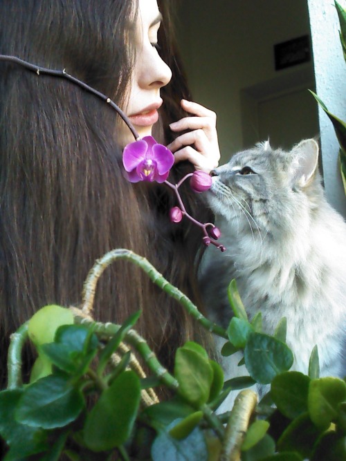 90377: lovely weather, blooming orchid and cute cat. perfect.