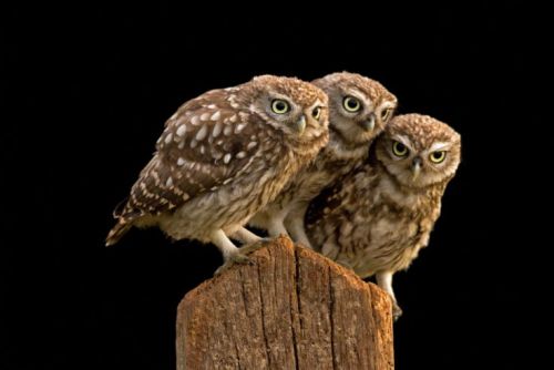 Burrowing owl (Athene cunicularia) Unlike most other species of owls, burrowing owls live in open, dry areas, where they can either dig burrows or live in ones abandoned by other animals. They are active during the day, although they avoid the midday