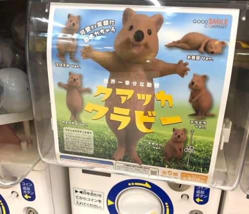 Quokka wallaby capsule toys from Goodsmile Company