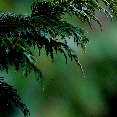 thewavesbrokeontheshore:aaesthetic-angel:rain + nature@feralmermaids