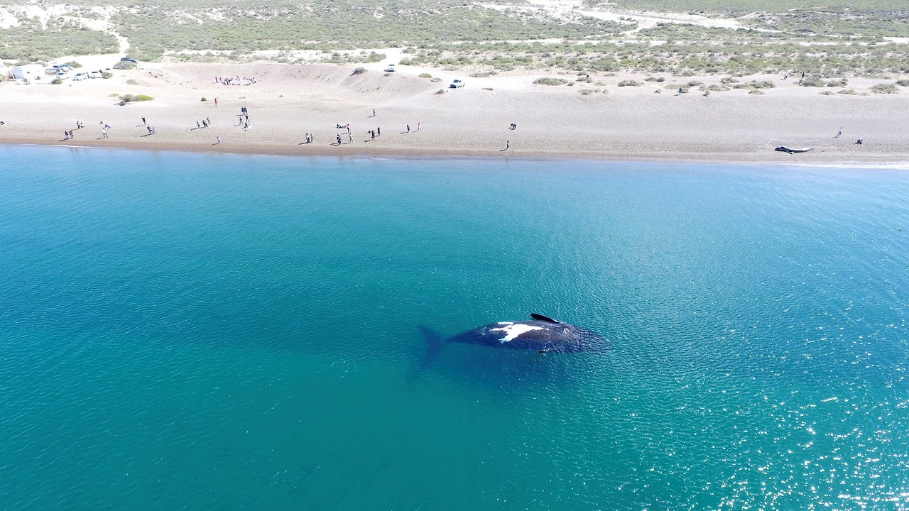 RECORD DE BALLENAS. Han procreado, jugado con sus crías y encantado a miles de turistas, pero el tiempo de volver a la Antártida se acerca para las ballenas francas australes que este año llegaron en número record. El Instituto de Conservación de...