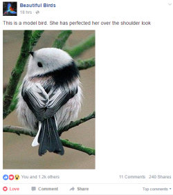 hearty-white-owl:  bakrua:  this facebook page gets me out of bed in the morning  Beautiful bird~ 