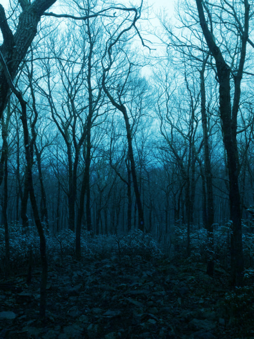 teakayblue:Cloudy skies and trees. Original photos by my friend Robby. 