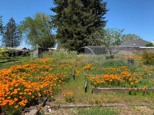 Opa’s Garden super bloom! Golden poppies ((Eschscholtzia californica), the state flower of Californi