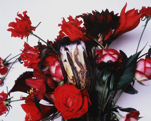 trioxic:Nobuyoshi Araki