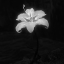 brokenbough
