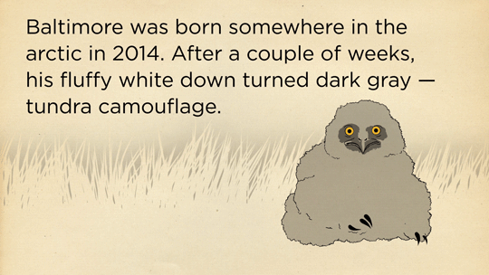 skunkbear:  Thanks to cutting edge tracking technology, Baltimore is probably the
