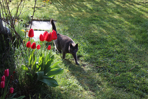 One tulip morning.