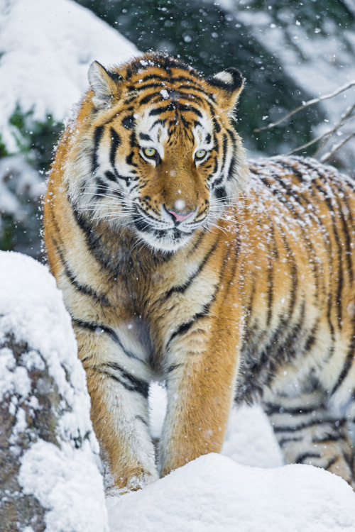 radivs:  'Under the Falling Snow' by Tambako the Jaguar
