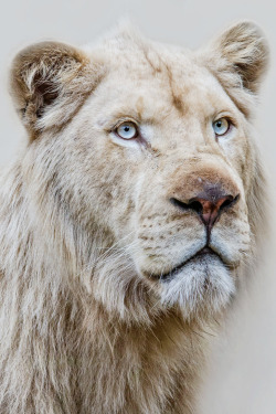 belovedgaia:  heaven-ly-mind:  White lion  - plants - nature -