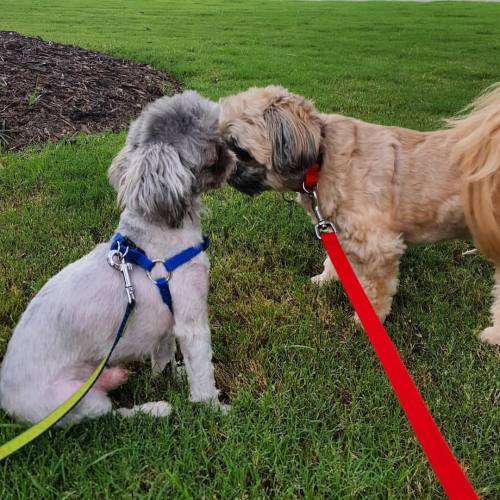 #furfriends