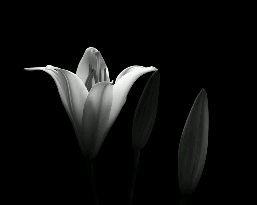 Lilies 💜