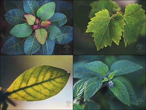 Natures Gifts by NatureSpiritHeart Photography