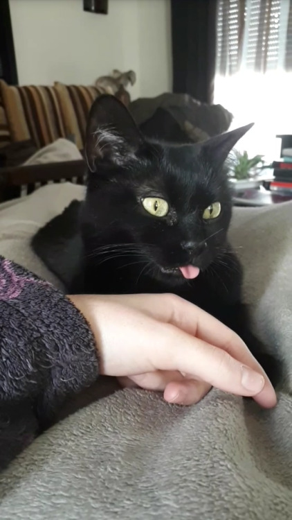 cutecornflakes:Salem likes to blep when sitting on people