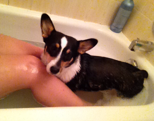 reveseveilles:  Found out how to bathe Hobbes without her freaking out… Have a