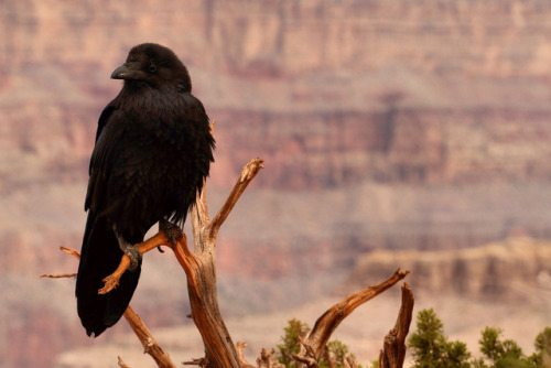 wild-diary: Grand Canyon Raven | Airwolfhound