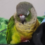 trashbudgie