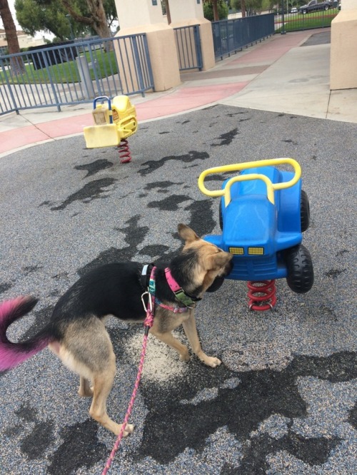 herebelife: valkyriehound: K9 NoseWork practice and class 1. I appreciate that determination to get 