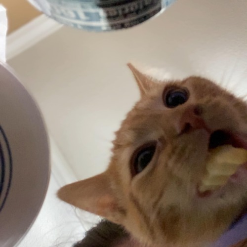 A Whole 30 Second Screenshot Sequence Of My Cat Eating A French Fry.