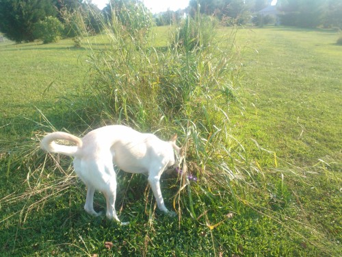 Juvia loves that damn grass bush thing, she always flops down inside of it lol. She’s trying to get along with Smoky but doesn’t like that Smoky tried to attack her kitten Steve.