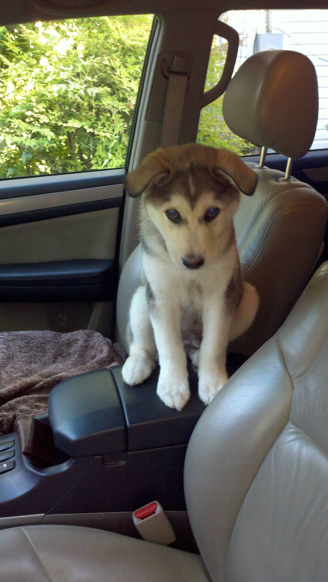awwww-cute:  His first car ride. He hasn’t quite figured out where to sit yet 