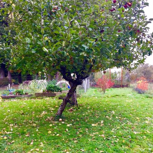 Beautiful Fall in our garden. Apple trees, blueberries and raised beds. #garden #appletree #instadai