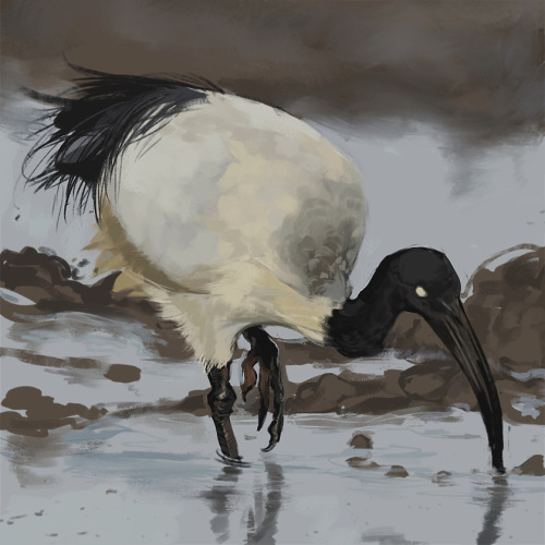 buboplague:Whoops im an idiot and accidentally deleted this post from May. Did 40 minute studies of birds for a week because I was feeling stuck, but wanted to say I at least tried for a little bit each day. 