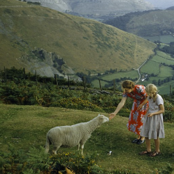 commovente:  Women pet a shy sheep on a hillside overlooking a green valley in Denbighshire, Wales, 1953.