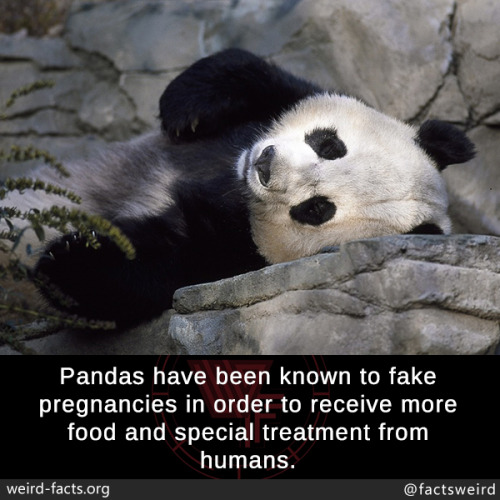 mindblowingfactz:Pandas have been known to fake pregnancies in order to receive more food and special treatment from humans. 