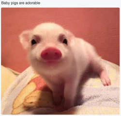 babyanimalgifs:  baby animals blog