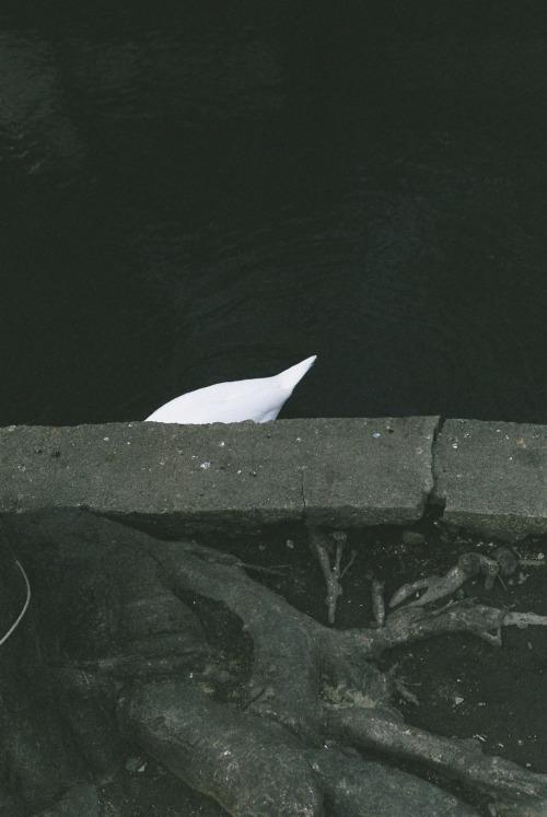 Swan tail feather at the Bikan Historical Area in Kurashiki, Japan / 35mm