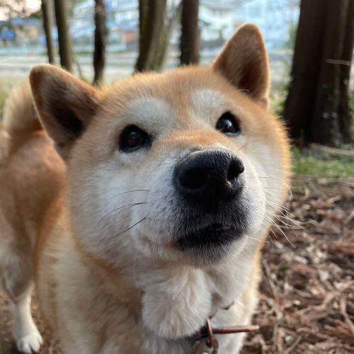 夕方のお散歩。今日は風が強かったですね。#dog #doge #shiba #shibe #shibainu #shibastagram #komugi #柴犬 #赤柴 #しばいぬ #柴犬の小麦さん 