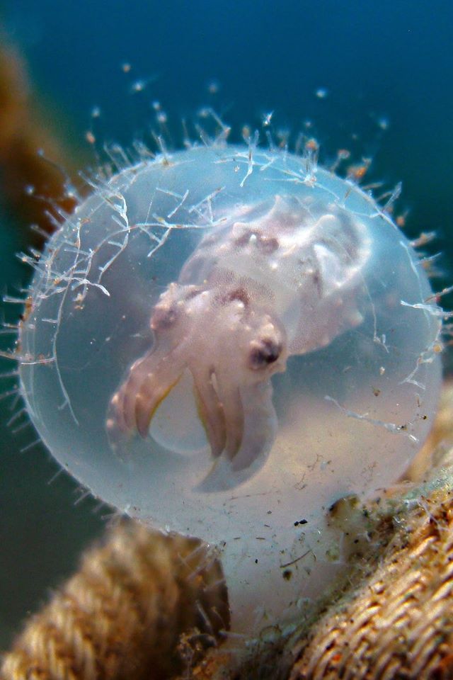 scienceyoucanlove:  One of the most incredible photos we’ve ever received! Don’t